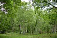 bois_de_cheverny_3-2